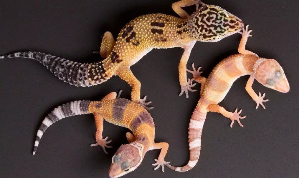 leopard gecko vs fat-tailed gecko