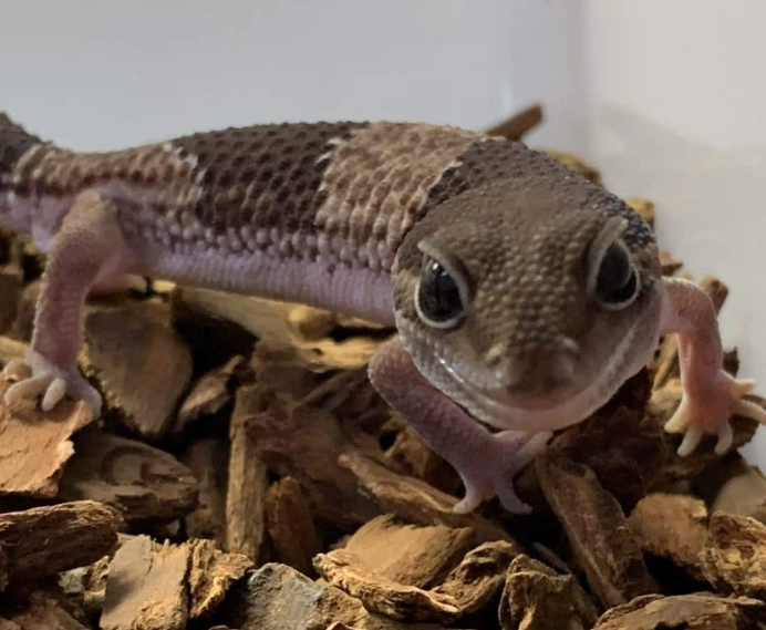 African fat-tailed gecko setup