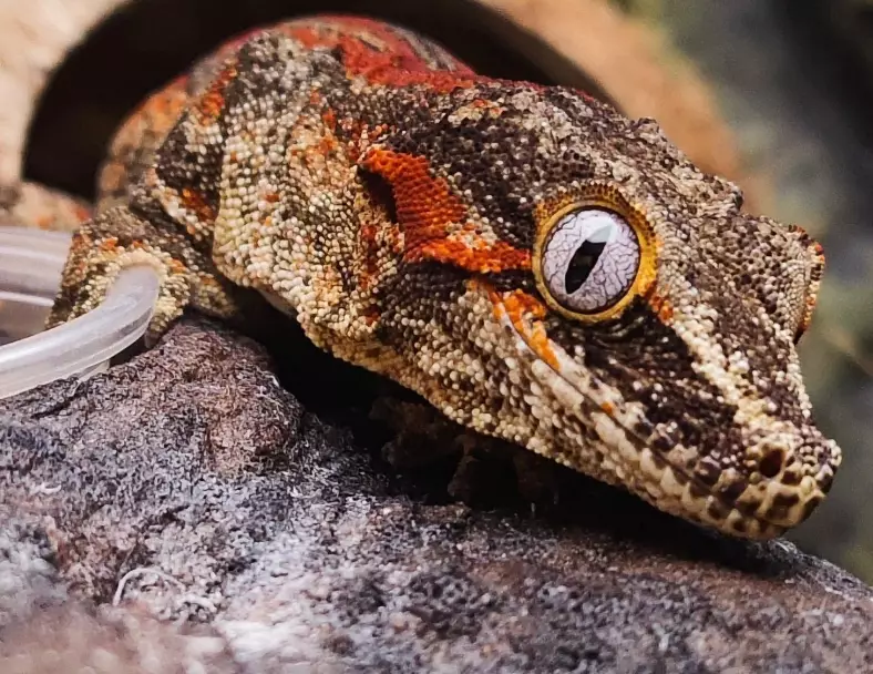 gargoyle gecko lifespan