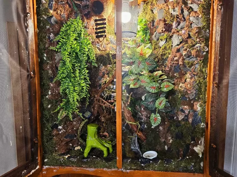 crested gecko enclosure setup