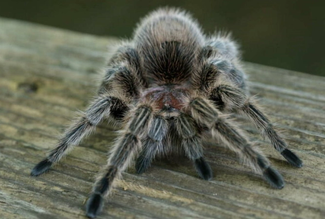 tarantula care guide tarantula care guide