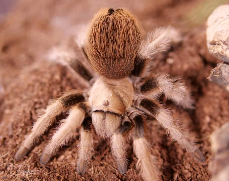 beginner tarantula beginner tarantula