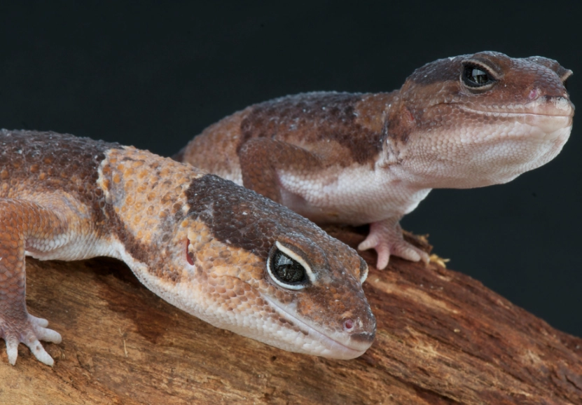 fat-tailed gecko care