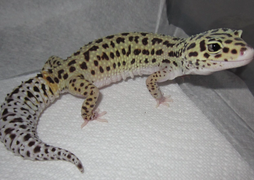 leopard gecko care vs fat tailed gecko