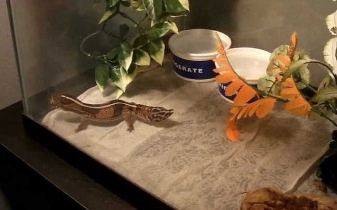 fat tailed gecko lifespan fat tailed gecko lifespan