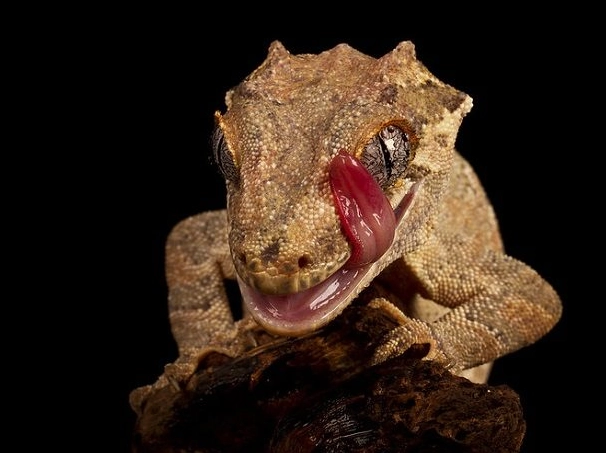 how long do gargoyle geckos live