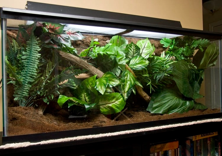 crested gecko habitat requirements