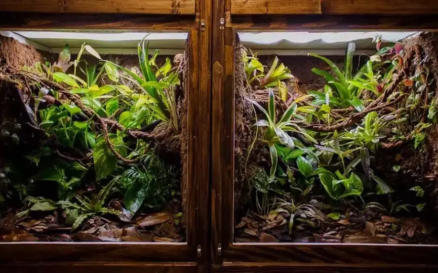 crested gecko habitat requirements
