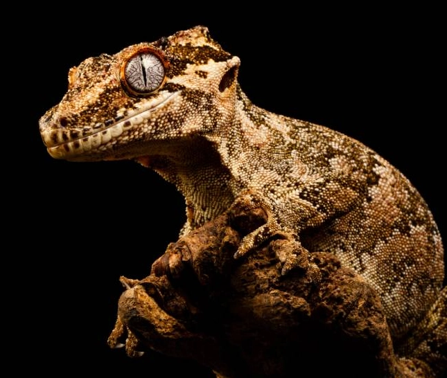 gargoyle gecko lifespan