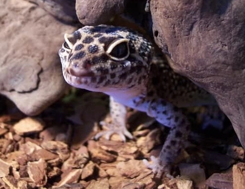 African fat-tailed gecko setup