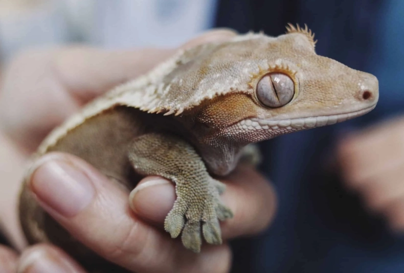 are crested geckos good pets