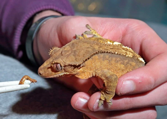 friendly crested gecko