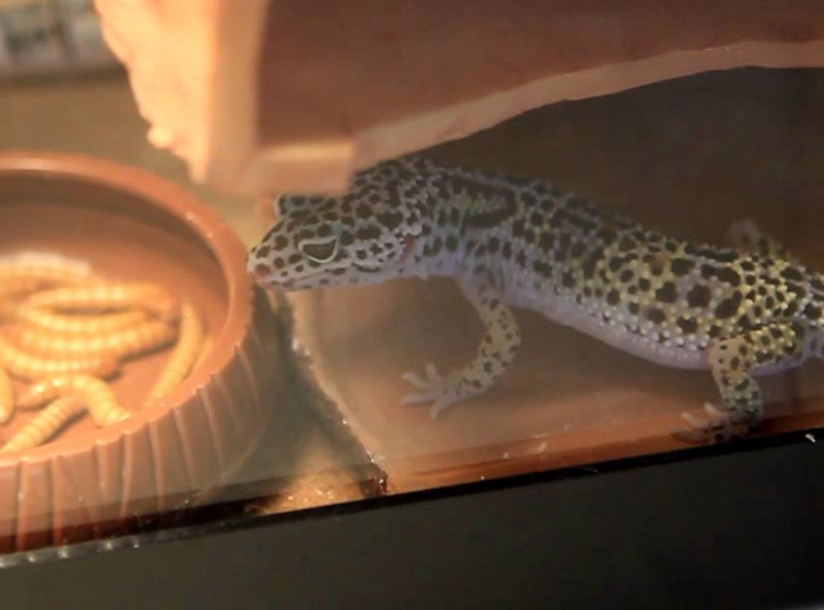 feeding vegetables to leopard geckos