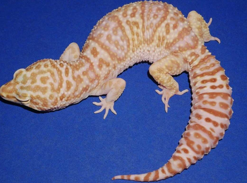 albino leopard gecko care