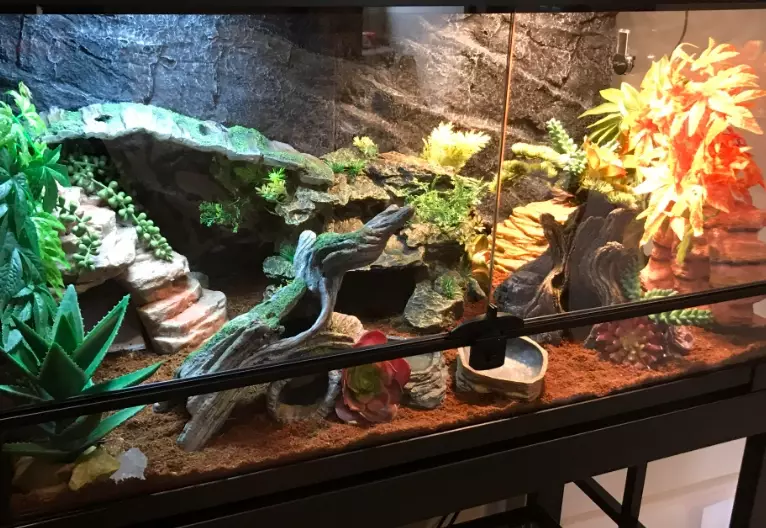 leopard gecko temperature leopard gecko temperature