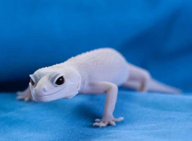 albino leopard gecko health issues albino leopard gecko health issues