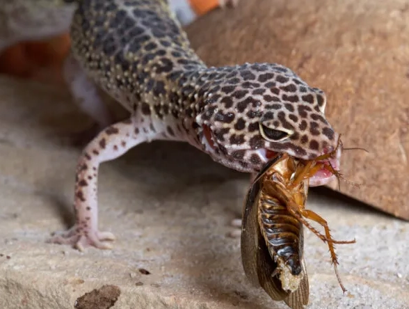 leopard gecko vegetable diet