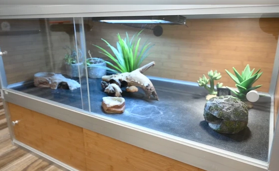 leopard gecko temperature leopard gecko temperature