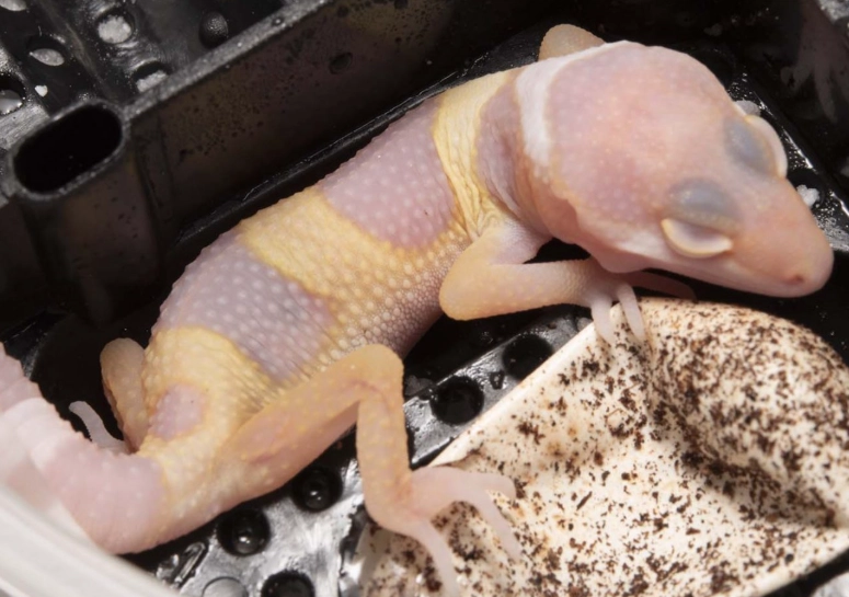 albino leopard gecko care albino leopard gecko care