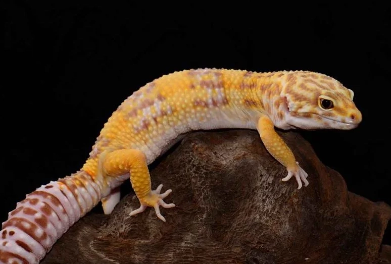 albino leopard gecko health issues albino leopard gecko health issues