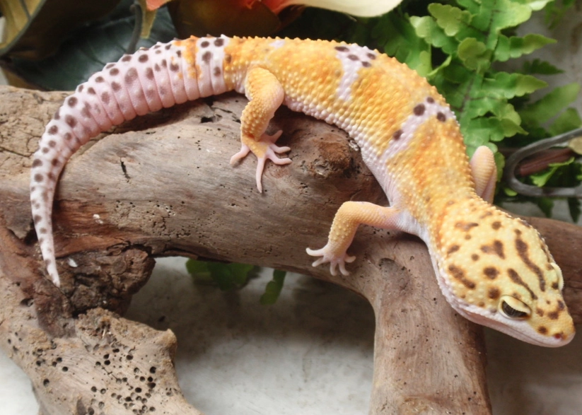 albino leopard gecko care albino leopard gecko care