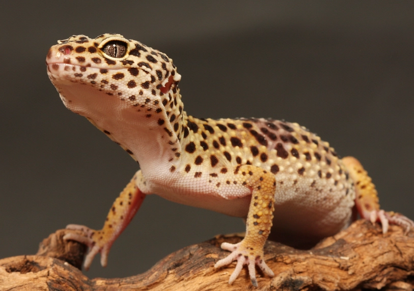 leopard gecko lifespan