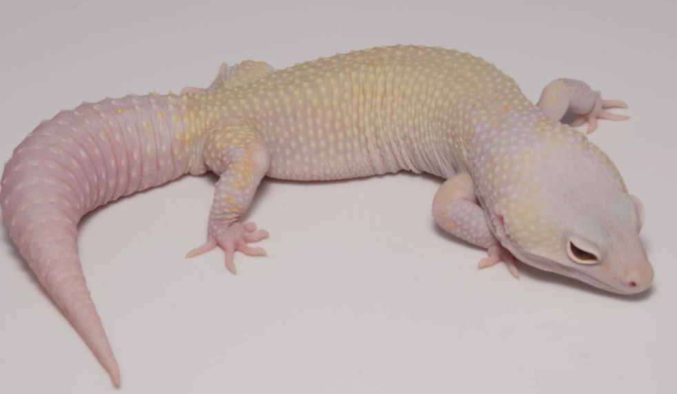 albino leopard gecko