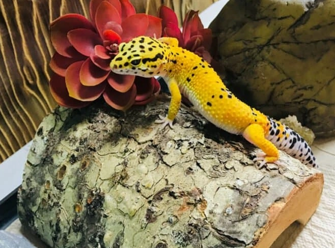leopard gecko heat lamp 24/7 leopard gecko heat lamp 24/7
