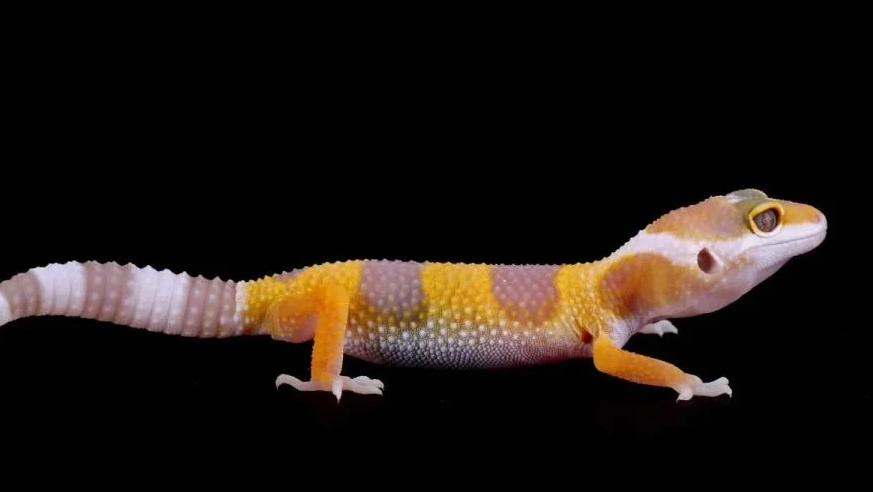 how rare is albino leopard gecko