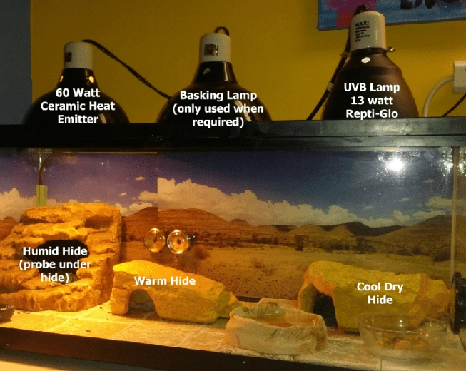 leopard gecko heat lamp 24/7 leopard gecko heat lamp 24/7