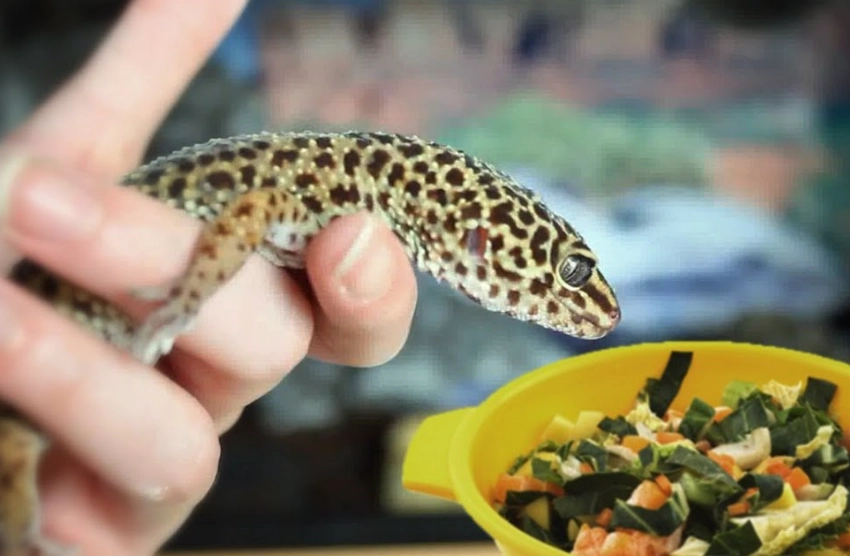 can leopard geckos eat fruit can leopard geckos eat fruit