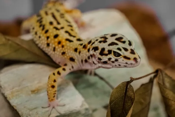 can leopard geckos eat fruit can leopard geckos eat fruit