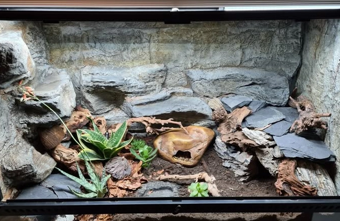 leopard gecko heat lamp 24/7 leopard gecko heat lamp 24/7