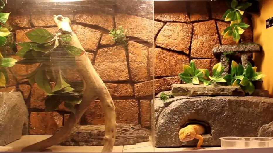 leopard gecko heating schedule leopard gecko heating schedule