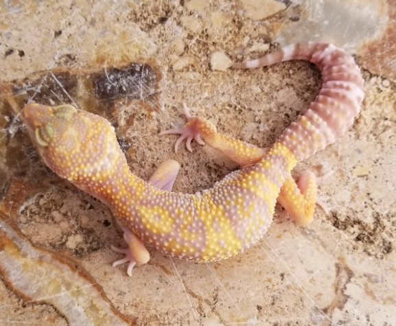 albino leopard gecko sensitivity albino leopard gecko sensitivity
