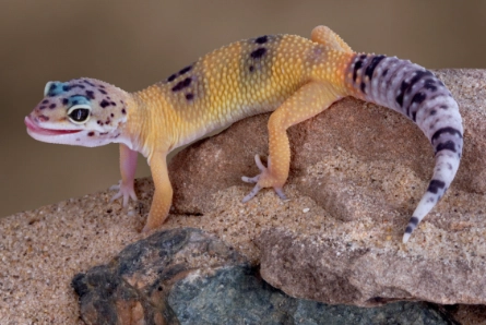 why did my leopard gecko die