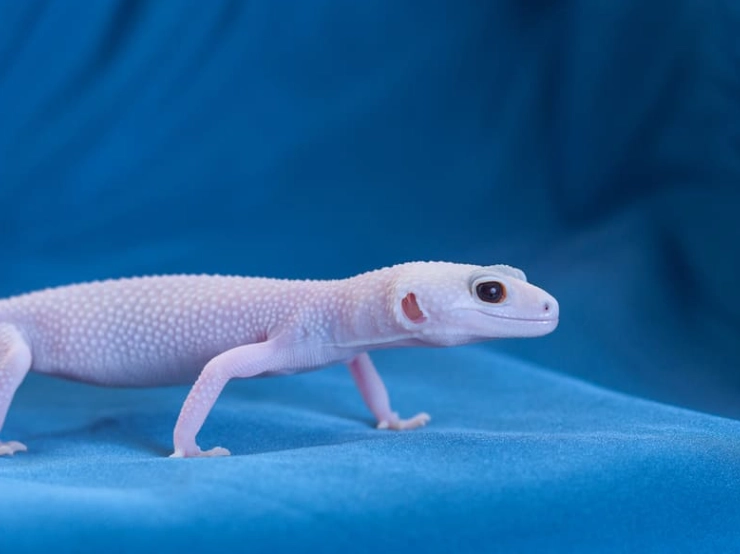 albino leopard gecko