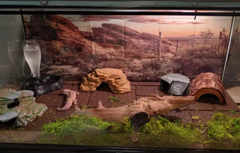 leopard gecko heating schedule leopard gecko heating schedule