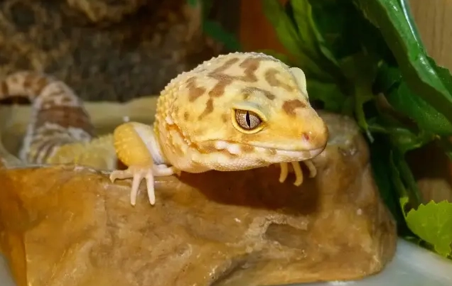 safe veggies for leopard geckos