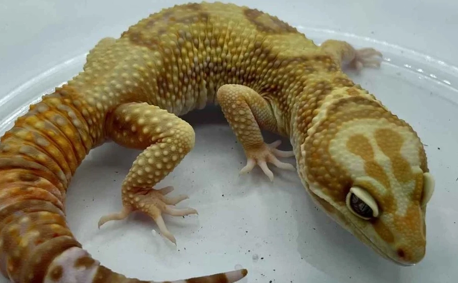 albino leopard gecko sensitivity albino leopard gecko sensitivity