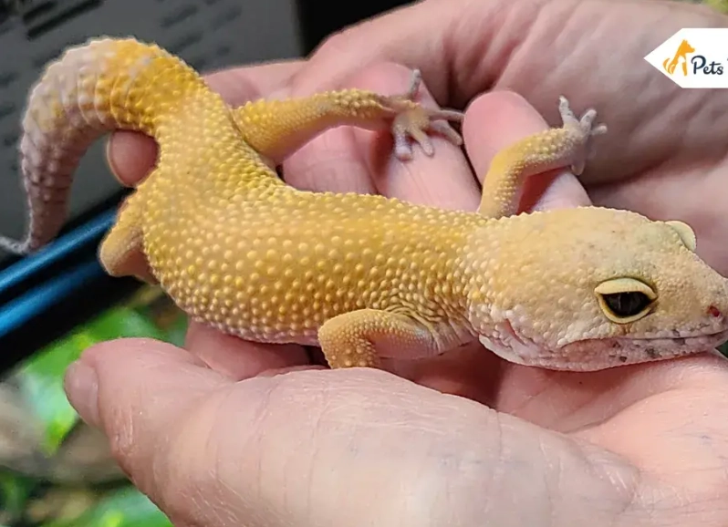baby leopard gecko care