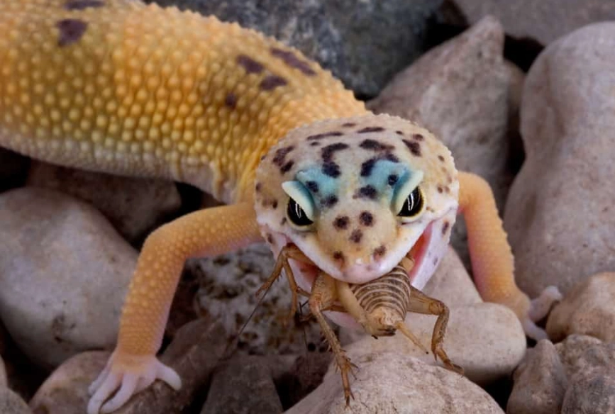 leopard gecko food