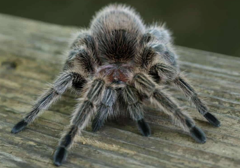 types of tarantulas