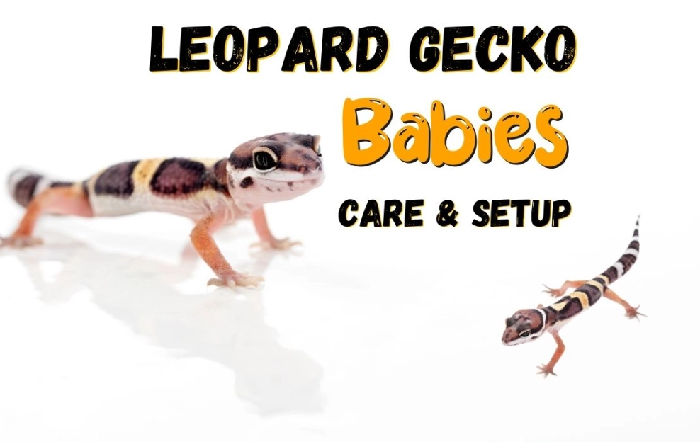leopard gecko feeding schedule leopard gecko feeding schedule