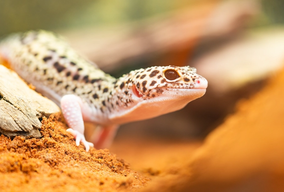 leopard gecko heat lamp