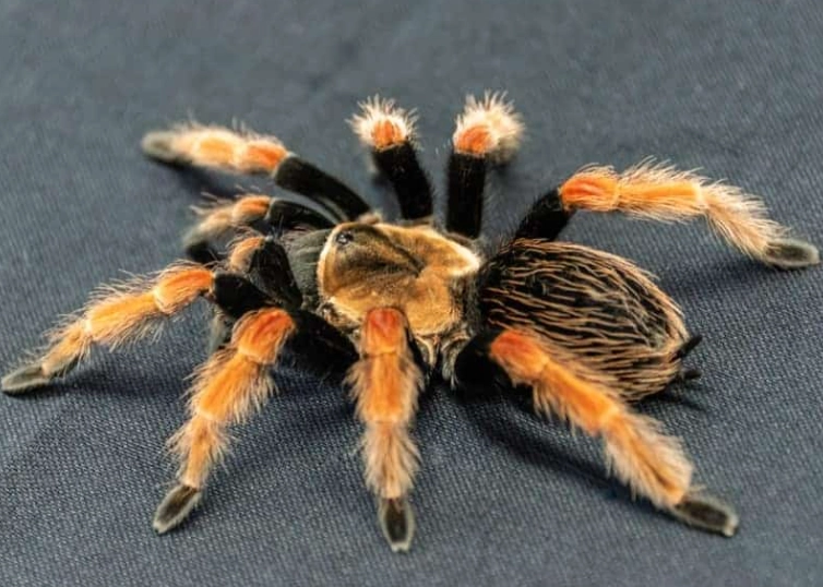 pet tarantulas