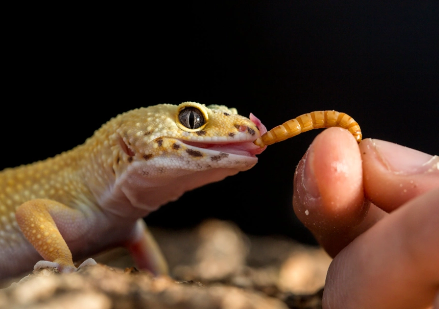 leopard gecko hatchling diet