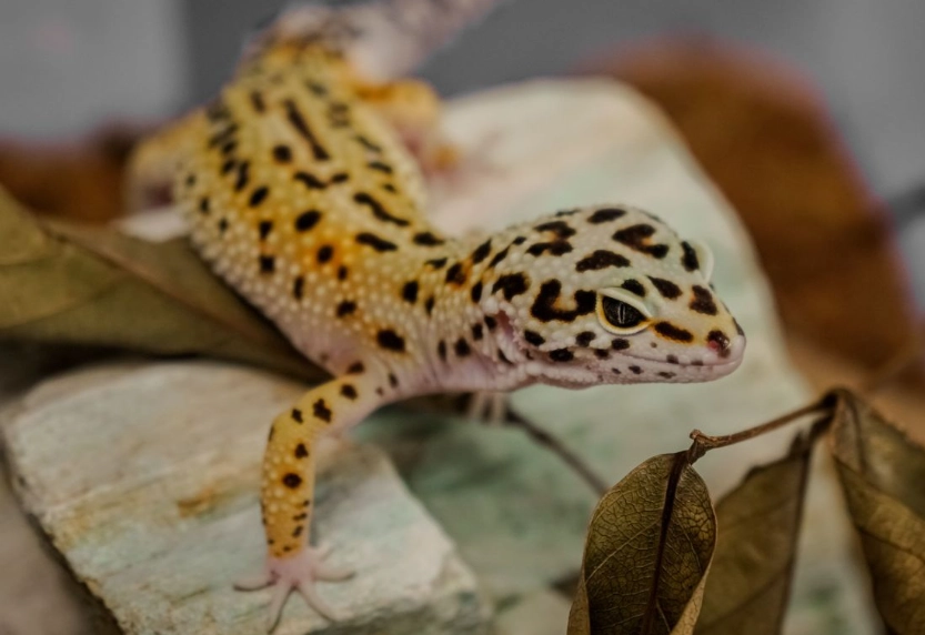 are leopard geckos good pets