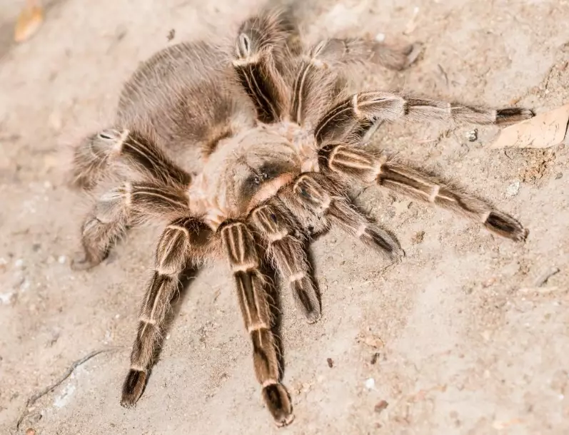 Poecilotheria metallica care Poecilotheria metallica care