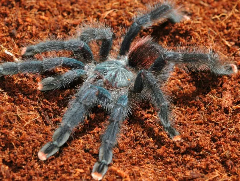 beginner tarantula